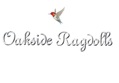 Oakside Ragdolls